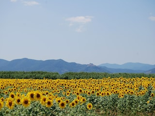 Holiday park Montepescali Environment 31