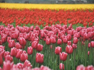 Ferienpark Egmond aan Zee Umgebung 28