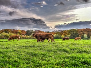 Ferienpark Rijssen Umgebung 27