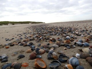 Vakantiepark Vrouwenpolder Omgeving 21