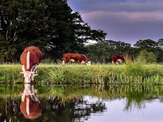 Parc de vacances Rijssen Environnement 11