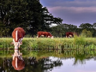 Ferienpark Rijssen Umgebung 9