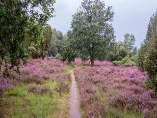 Vakantiepark Rijssen Omgeving 10