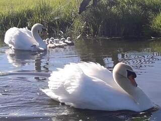 Vakantiepark Terkaple Omgeving 19
