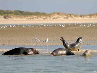 Vakantiepark Merlimont Omgeving 21