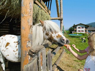 Parc de vacances Altenmarkt  11