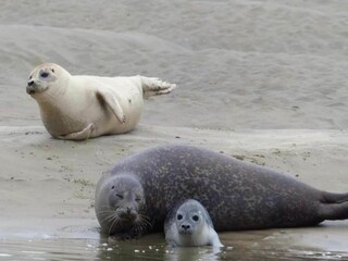 Parque de vacaciones Merlimont Entorno 35