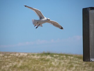 Bungaló Dornumersiel  5