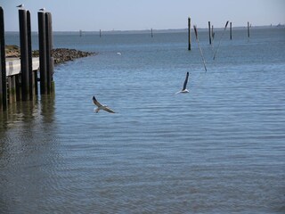 Appartement Dornumersiel Omgeving 14