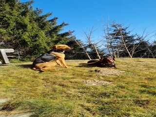 Casa per le vacanze Altenmarkt Ambiente 33