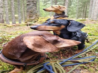 Ferienhaus Altenmarkt Umgebung 33
