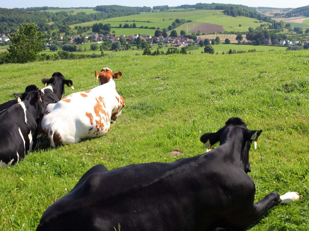 Ferienpark Walem Umgebung 15