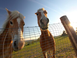 Ferienpark Walem  21