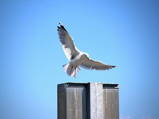 Bungalow Dornumersiel  37