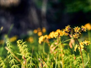 Appartamento Bodenmais Registrazione all'aperto 10