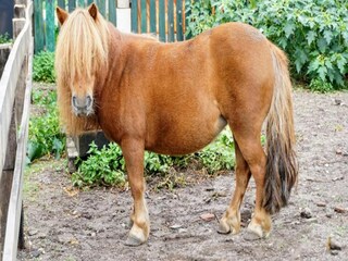 Holiday park Uden Environment 32