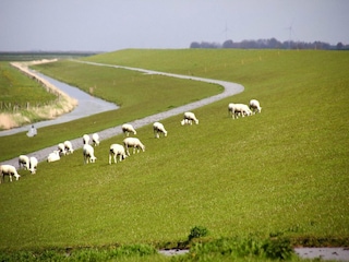 Maison de vacances Ostermarsch  14
