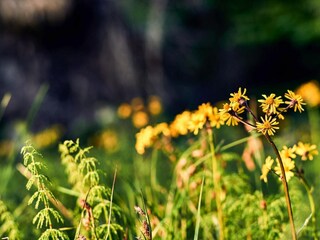 Parco vacanze Bodenmais Registrazione all'aperto 8