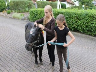 Vakantiepark Brakel  28