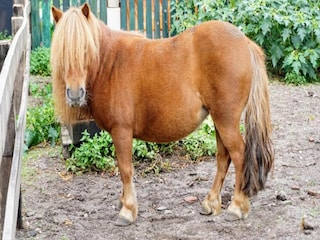 Parco vacanze Uden Ambiente 14