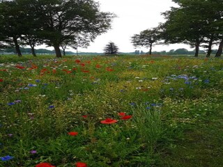Parc de vacances Uden Environnement 23