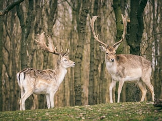 Ferienpark Welt Umgebung 12