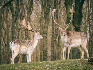 Parc de vacances Welt Environnement 12