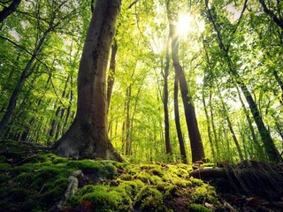 Appartement Diemelsee Environnement 34