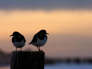 Vakantiepark Domburg Omgeving 16