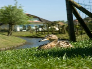Parco vacanze Domburg  24