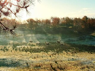 Vakantiepark Domburg Omgeving 13