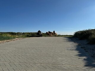 Parc de vacances Dishoek Environnement 31
