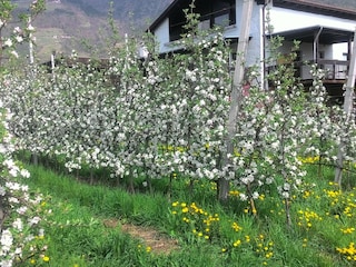 Holiday apartment Algund Outdoor Recording 19