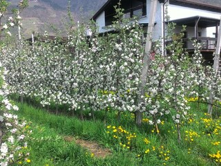 Vakantieappartement Algund Buitenaudio-opname 19