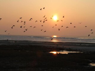 Vakantiepark Hollum Omgeving 14