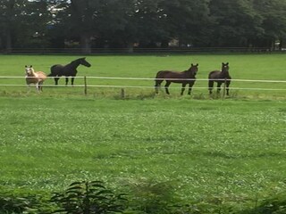 Ferienpark Bad Bentheim Umgebung 20