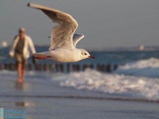 Parco vacanze Dishoek  66