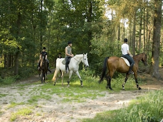 Vakantiepark Dalfsen Omgeving 16