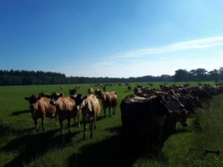 Vakantiepark Dalfsen Omgeving 13