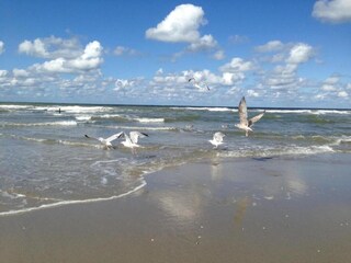 Vakantiepark Westland Omgeving 19