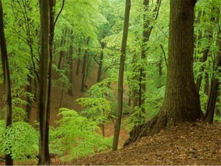 Parc de vacances Westland Environnement 14