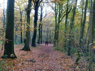 Vakantiepark Westland Omgeving 19