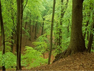 Parco vacanze Westland Ambiente 10