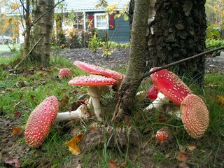 Vakantiepark Dalfsen Omgeving 26