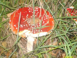 Ferienpark Rheezerveen Außenaufnahme 3