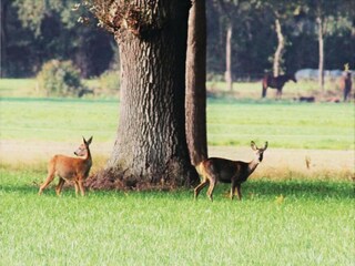 Parc de vacances Rheezerveen Environnement 32