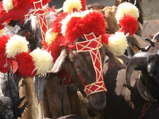 Vakantiepark Travanca de Lagos Omgeving 24