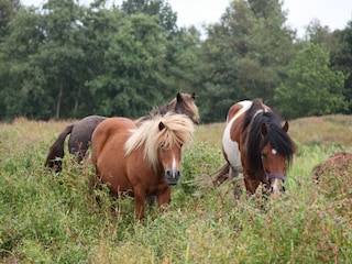 Ferienpark Wanneperveen Umgebung 15