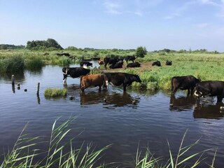 Parc de vacances Wanneperveen Environnement 34