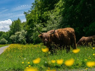 Parque de vacaciones Ouderkerk aan de Amstel  29